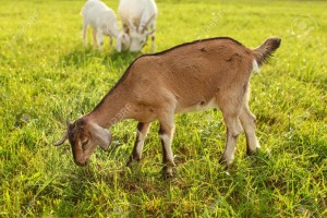 Young brown goat kid grazing, eating grass on a sun lit meadow with more goats in background.